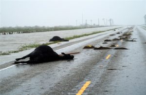 Economists Say Farmers Lost $200 Million During Hurricane Harvey